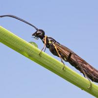 Stem Sawfly 